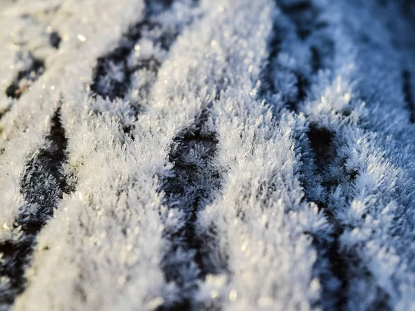 Заморозка на поверхности ствола дерева — стоковое фото
