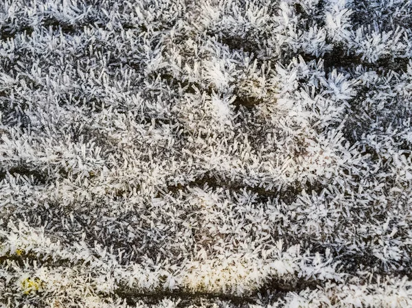 Rijm op tree trunk oppervlak — Stockfoto