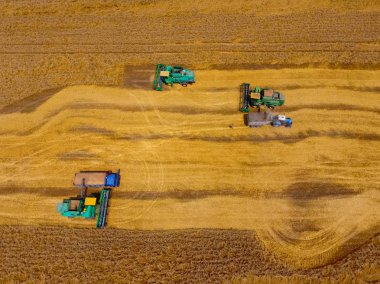 Buğday hasat hasat. Tarım Makinaları alanında Tahıl hasat.