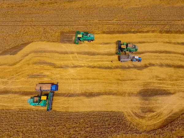Het oogsten van tarwe maaimachine. Landbouw machines oogst graan op het veld. — Stockfoto