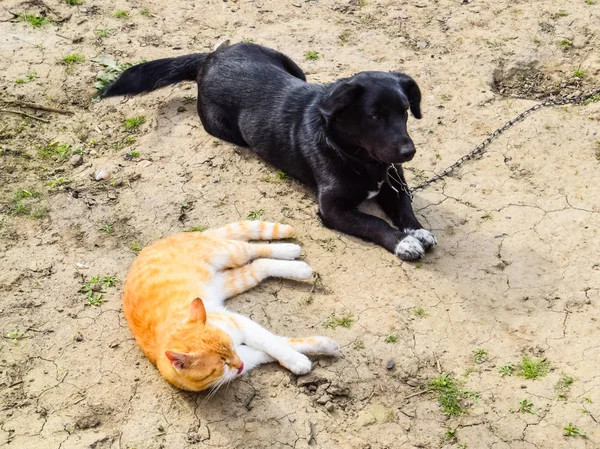Kırmızı bir kedi ve bir siyah köpek yan yana yalan — Stok fotoğraf