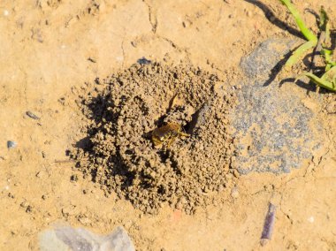Andrena Arı yuvasına girişinde