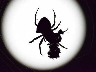 Arka plan ay Araneus örümcek