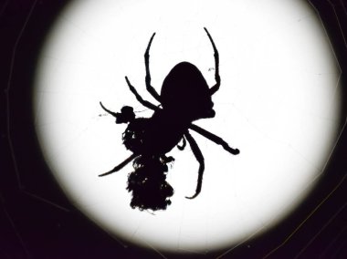 Arka plan ay Araneus örümcek