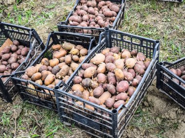 Kutuları patates ile