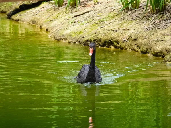 Cisne negro está nadando en un estanque . — Foto de Stock