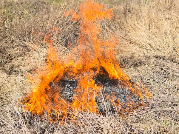 Brinnande torrt gräs och vass — Stockfoto