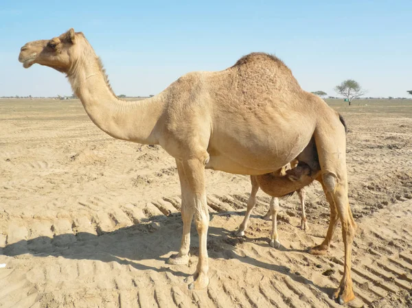 Kamelen in de woestijn — Stockfoto