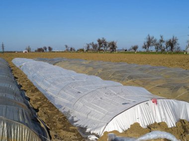 Polimer filmden yapılmış seralar. Baharın erken saatlerinde seralarda