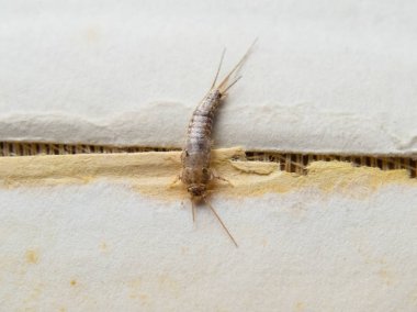Insect feeding on paper - silverfish clipart