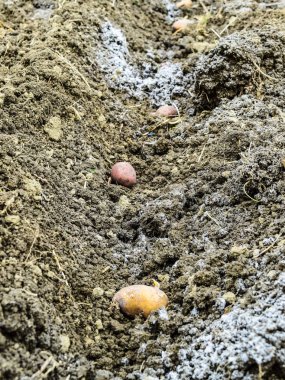 Bahçeye patates ekiyorum.