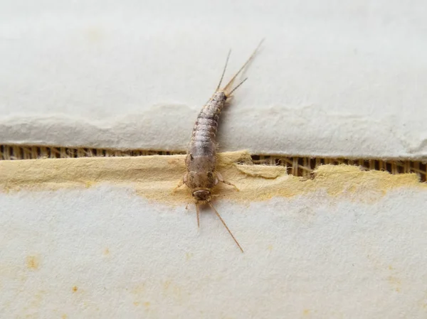 Alimentação de insetos em papel - silverfish — Fotografia de Stock