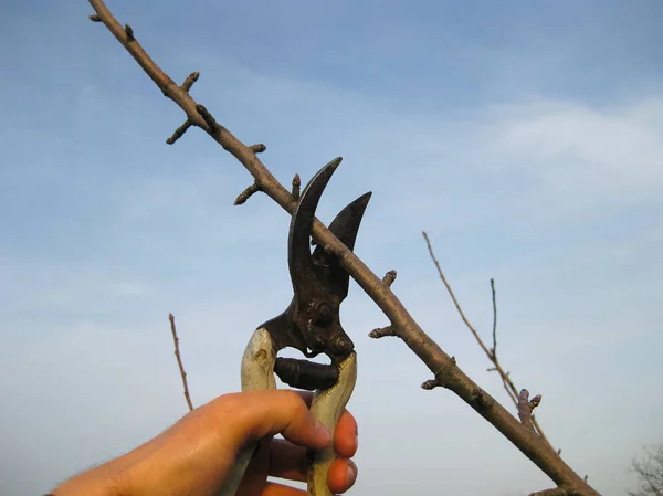 Pruning shears trees — Stock Photo, Image