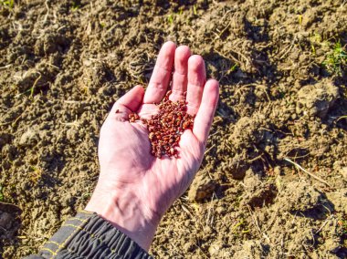 Mısır kontrolden Ekim