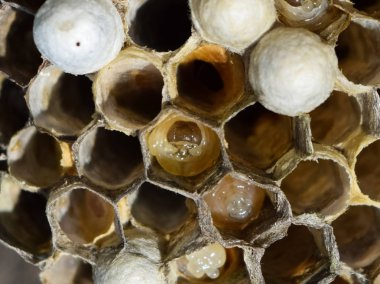 Larvalar peteğin eşekarısı yuvası içinde.