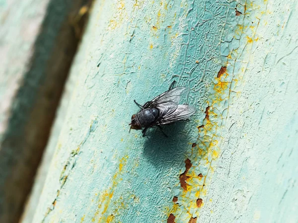 Сидячая чёрная муха — стоковое фото