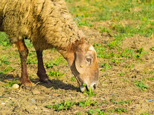牧草地で羊が — ストック写真