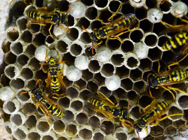 Eşekarısı yuvası üzerine oturan Yaban arıları ile.