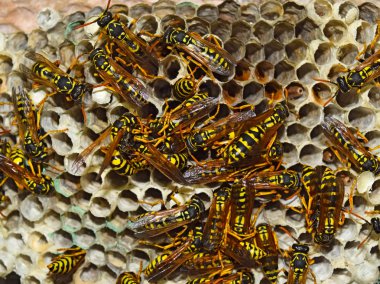 Eşekarısı yuvası üzerine oturan Yaban arıları ile.