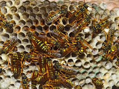 Eşekarısı yuvası üzerine oturan Yaban arıları ile.