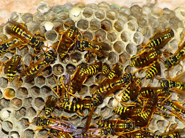 Nido di vespe con vespe sedute su di esso . — Foto Stock