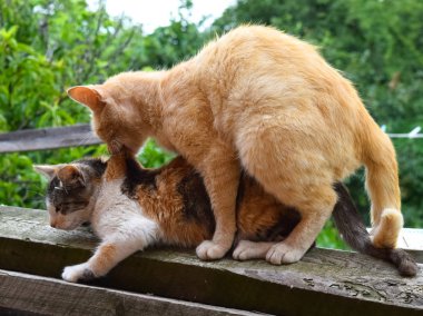 Yerli kedi çiftleşme