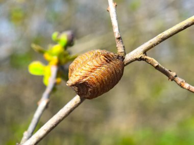 Ootheca hierodula transcaucasica dal