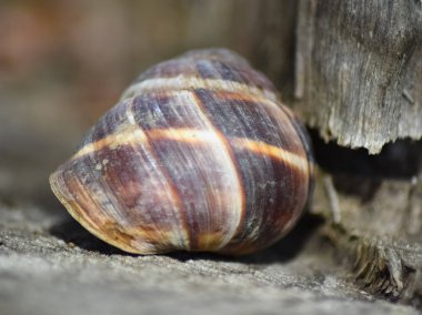 Büyük bir salyangoz lavabo