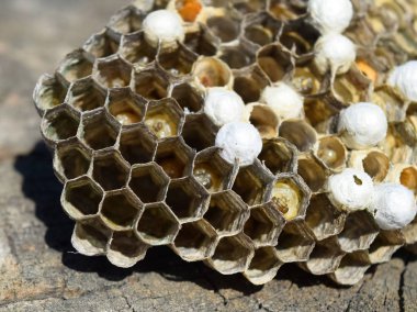 Bir ağaç kütüğü yalan eşekarısı yuvası.