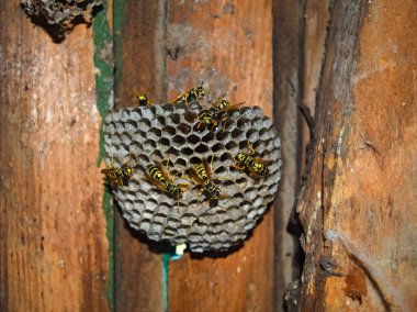 Eşekarısı yuvası üzerine oturan Yaban arıları ile.