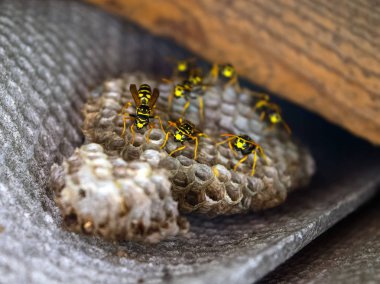 Eşekarısı yuvası üzerine oturan Yaban arıları ile.