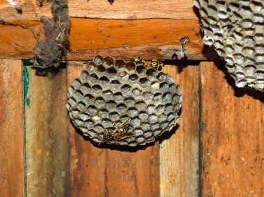 Eşekarısı yuvası üzerine oturan Yaban arıları ile.