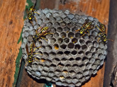 Eşekarısı yuvası üzerine oturan Yaban arıları ile.