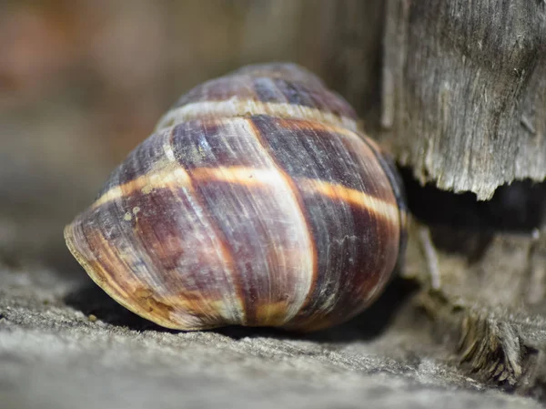 Büyük bir salyangoz lavabo