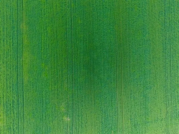 Textura do campo de trigo. Fundo de trigo verde jovem no campo. Foto do quadricóptero. Fotografia aérea do campo de trigo — Fotografia de Stock