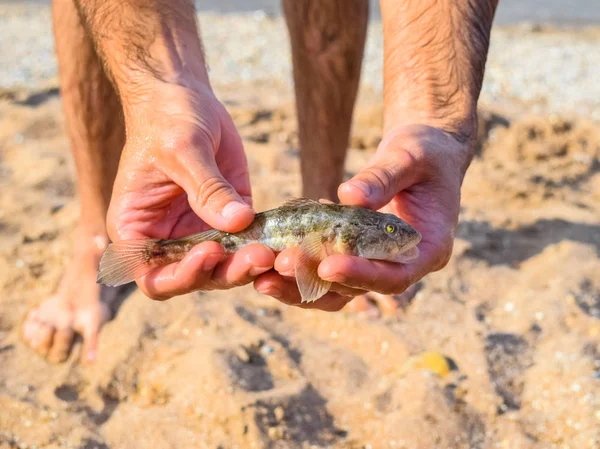 The fish is a bull in the hands. Benthic inhabitant of coastal waters. — Stock Photo, Image