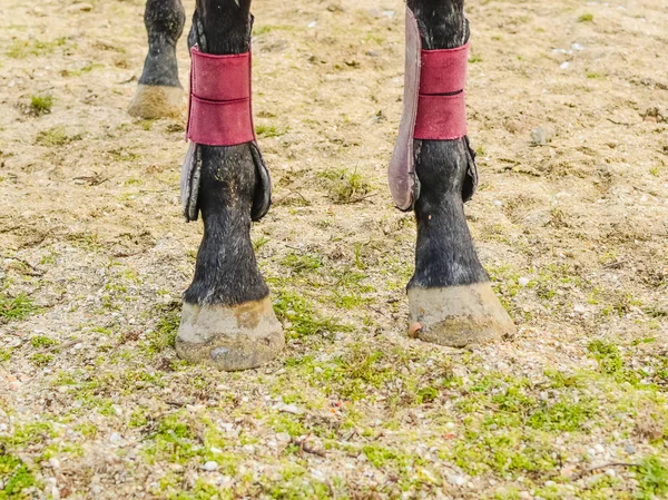 The horse walked around the stadium