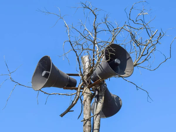 Rocznika hornspeakers na suche drzewo — Zdjęcie stockowe