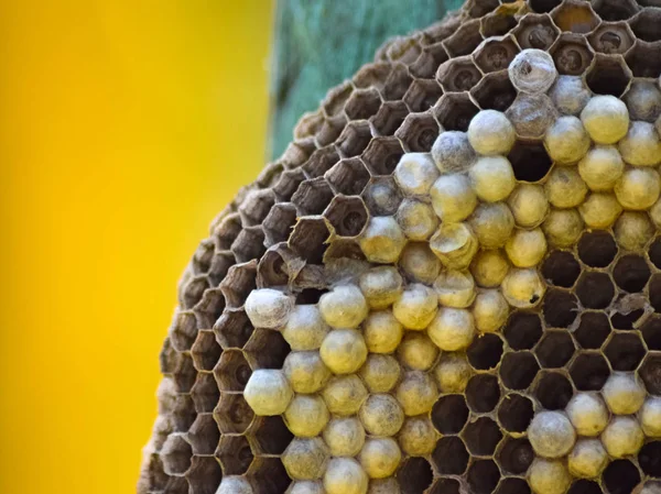 Nido di vespe attaccato a una tavola di legno . — Foto Stock