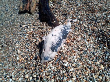 ölü şişe burunlu yunus.