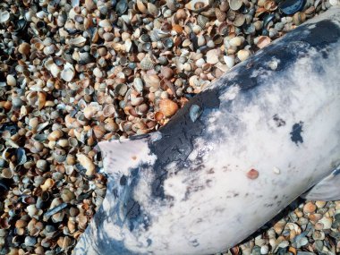 ölü şişe burunlu yunus.