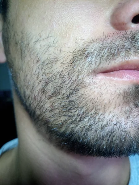 Bearded young man, stubble near. Unshaven more than a week.