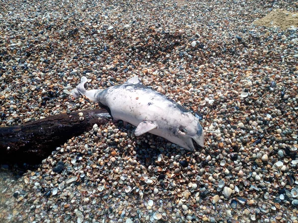 Dead bottlenose dolphin. — Stock Photo, Image
