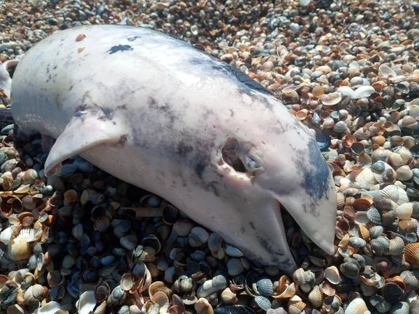 Dead bottlenose dolphin. — Stock Photo, Image