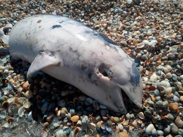 Dead bottlenose dolphin. — Stock Photo, Image