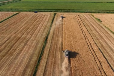 Hasat makinesi hasat arpa birleştirin