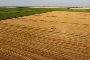 Hasat makinesi hasat arpa birleştirin