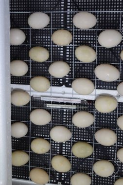 Bir kuluçka makinesine yalan misk ördek yumurta.