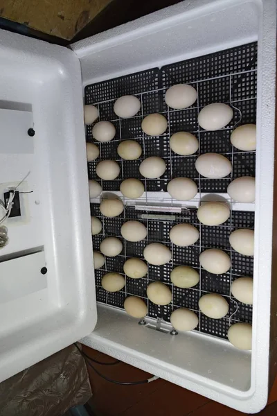 Telur dari bebek musky tergeletak di inkubator . — Stok Foto