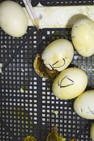 Πάπια Μόσχος παπάκια που έχουν εκκολαφθεί από αυγά — Φωτογραφία Αρχείου